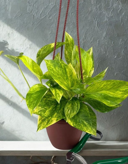 6" Pothos Neon Queen – Bright Neon Foliage Houseplant