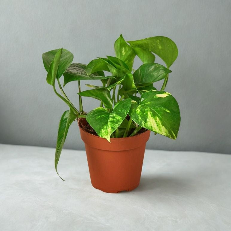 4" Pothos – Easy-Care Trailing Houseplant