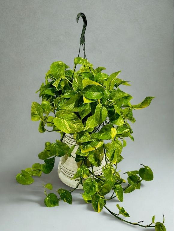 8" Pothos Hanging Basket – Lush Trailing Indoor Plant