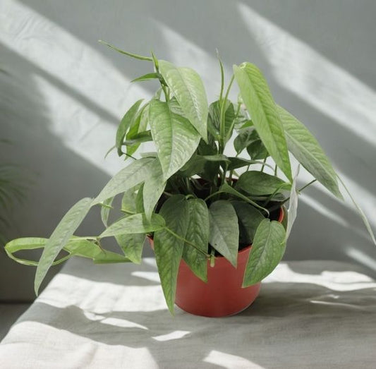 6" Pothos Cebu Blue – Silvery Blue Trailing Houseplant