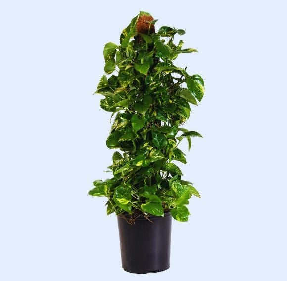 10" Pothos on Moss Pole – Large Climbing Tropical Houseplant