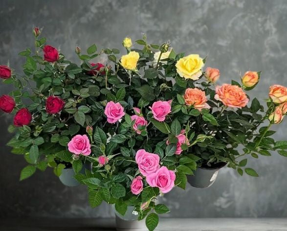 4" Mini Rose Plant – Blooming Compact Rose
