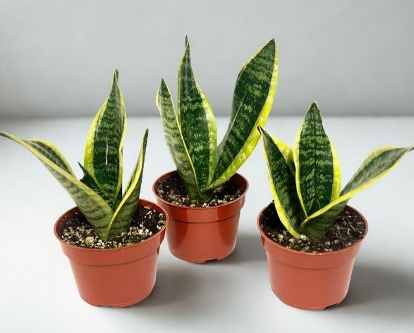 4" Sansevieria (Snake Plant) – Low-Maintenance Indoor Houseplant