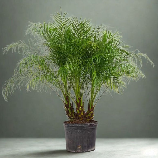 17” Phoenix Roebelenii – 6 Ft Pygmy Date Palm Floor Plant (Phoenix roebelenii)