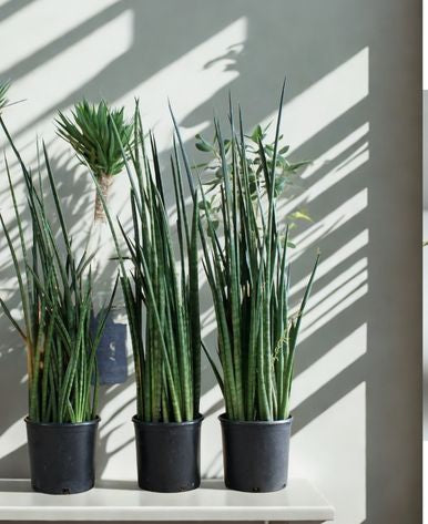 12” Sansevieria (Snake Plant) – Low Maintenance Indoor Air Purifier