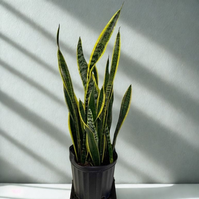 10” Sansevieria (Snake Plant) – Easy Care Large Indoor Plant