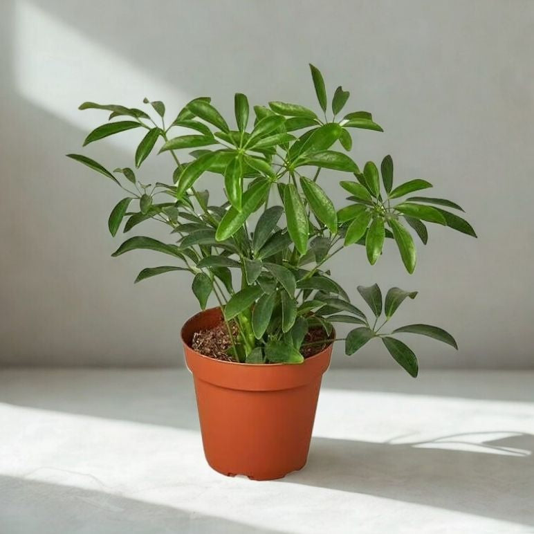 4” Schefflera (Umbrella Plant) – Compact Indoor Foliage Plant