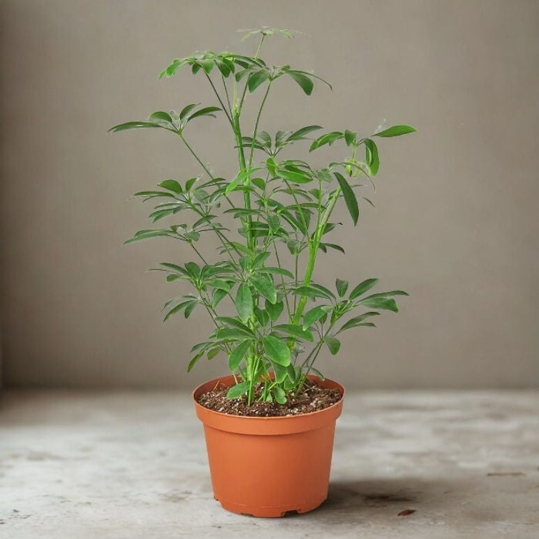 6” Schefflera Arboricola (Dwarf Umbrella Tree) – Easy Care Indoor Foliage Plant