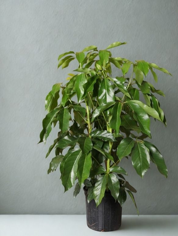 10" Schefflera Amate (Umbrella Tree) – Large Tropical Indoor Plant