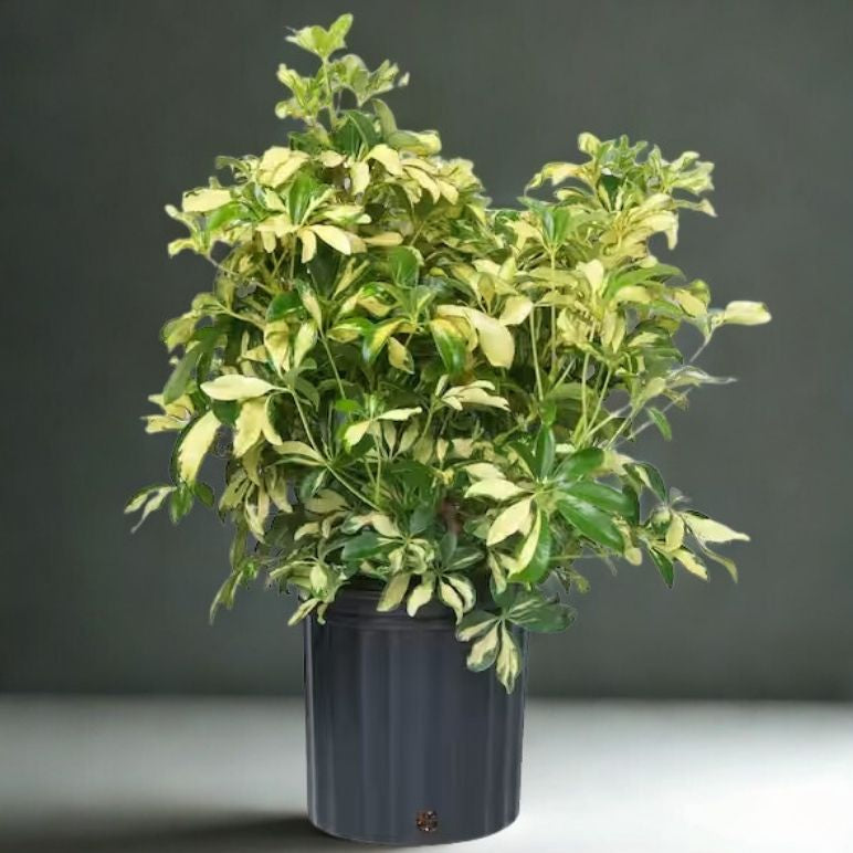 10" Schefflera Arboricola (Dwarf Umbrella Tree) – Lush Indoor Foliage Plant