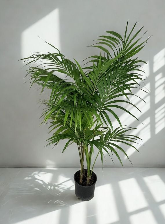 10” Kentia Palm – Elegant Indoor Floor Palm (Howea forsteriana)