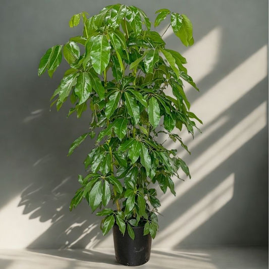 14" Schefflera Amate (Umbrella Tree) – Large Tropical Floor Plant