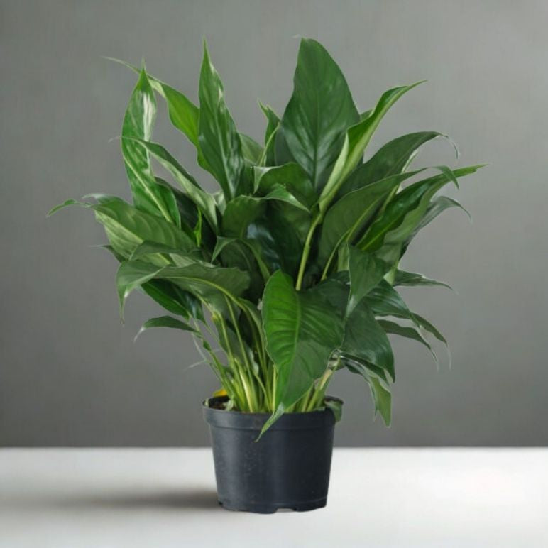 6" Spathiphyllum (Peace Lily) – Elegant Indoor Flowering Plant