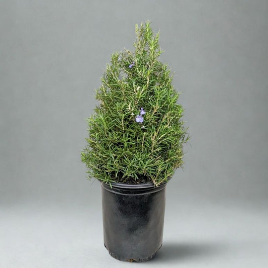 4" Rosemary Holiday Tree – Live Topiary Herb Plant (Fragrant & Edible)
