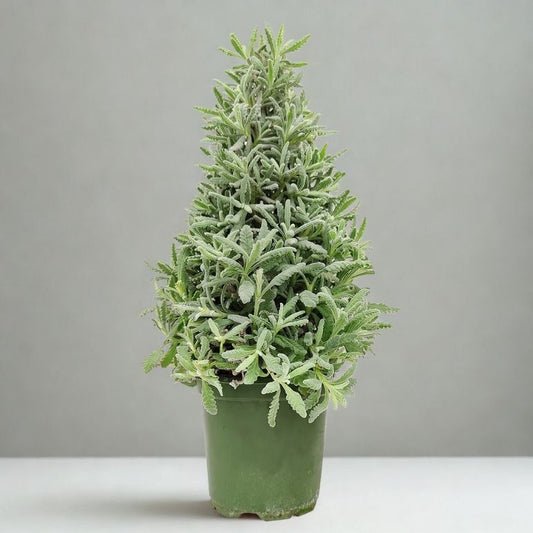 4" Lavender Holiday Tree – Live Fragrant Topiary Plant (Mini Decorative Herb)