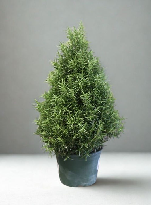 6" Rosemary Tree – Live Aromatic Topiary Herb Plant (Holiday Decorative)