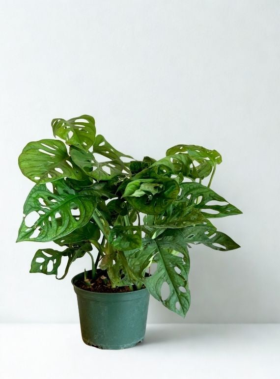 6 Inch Philodendron Swiss Cheese (Monstera adansonii) – Live Tropical Houseplant