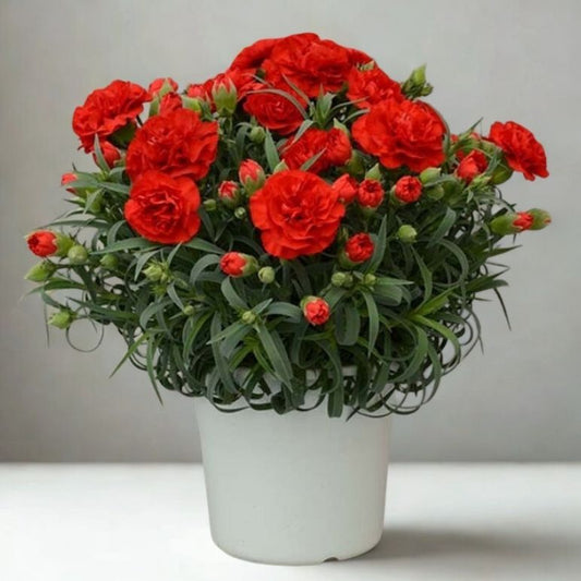 6 Inch Carnation (Dianthus) – Assorted Colors Live Flowering Plant