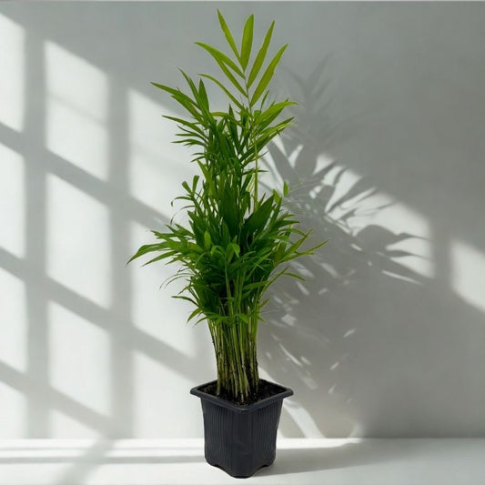 3” Neanthe Bella Palm – Compact Tabletop Palm (Chamaedorea elegans)