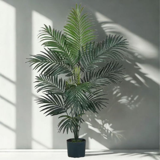 5 Gallon Kentia Palm – Tall Elegant Indoor Palm (Howea forsteriana)