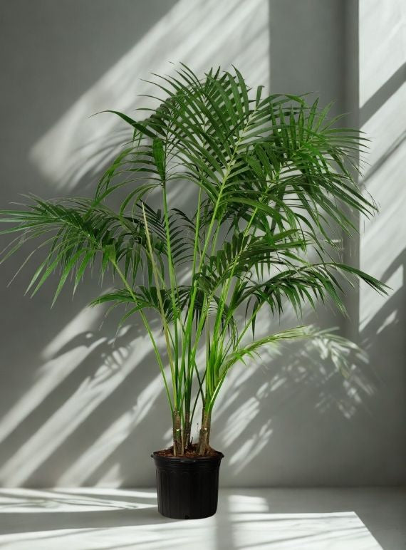 7 Gallon Hi Kentia Palm – 7 Ft Tall Premium Indoor Palm (Howea forsteriana)