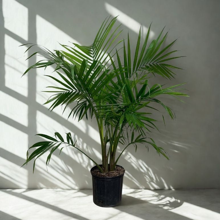 10" Majesty Palm (Ravenea rivularis) – Large Tropical Floor Plant