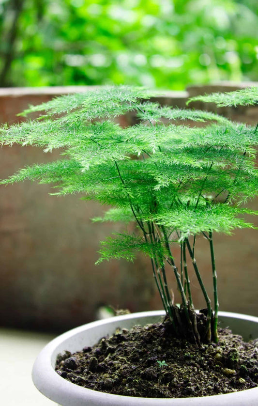 asparagus spp. 'asparagus fern'