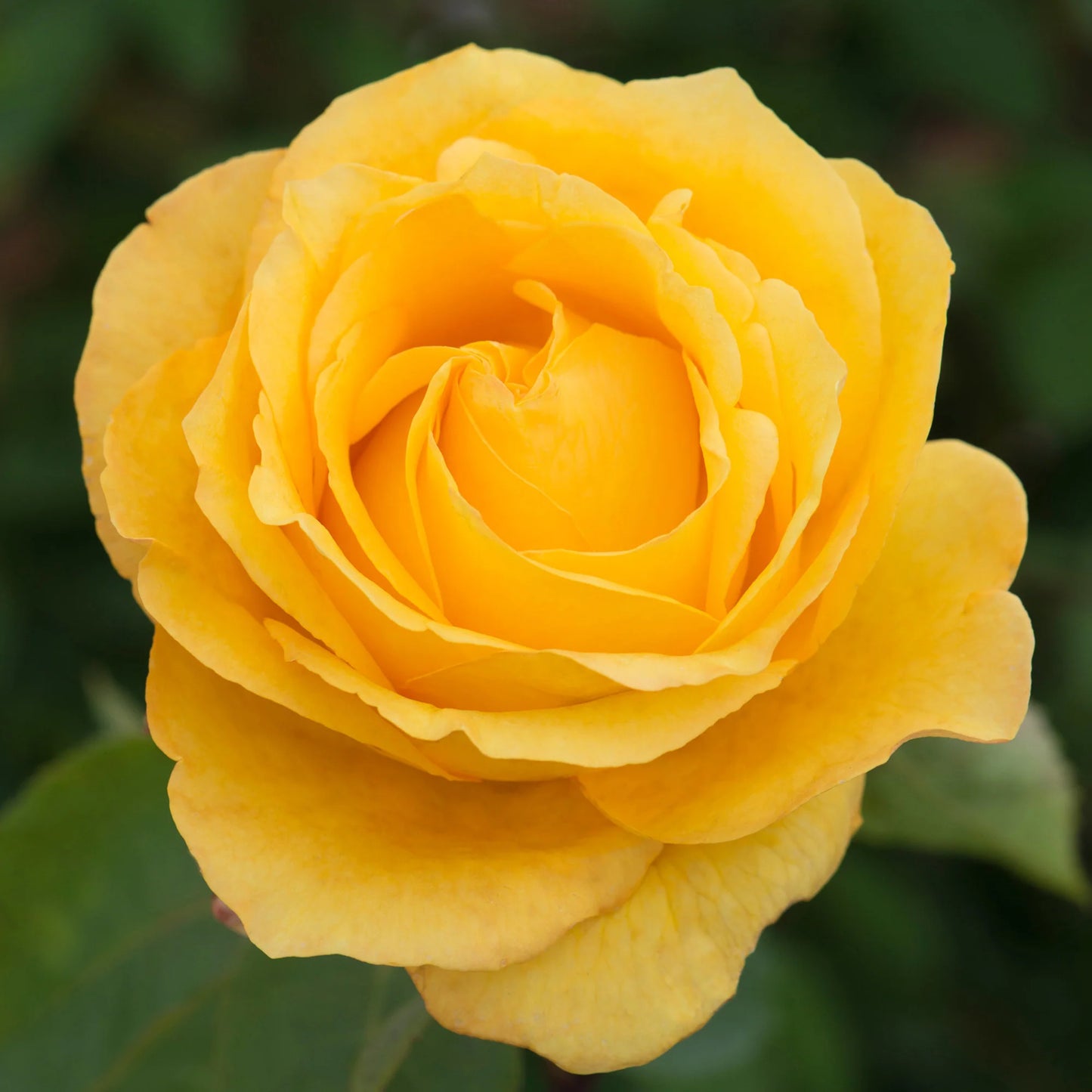 Gold Glow Rose Rooted Stump – Radiant Golden-Yellow Hybrid Tea Rose | Fragrant & Repeat Bloomer