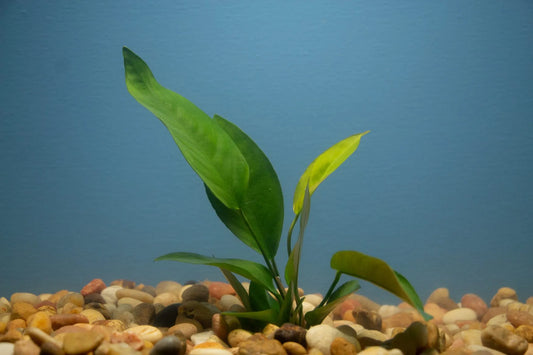 Anubias Nangi