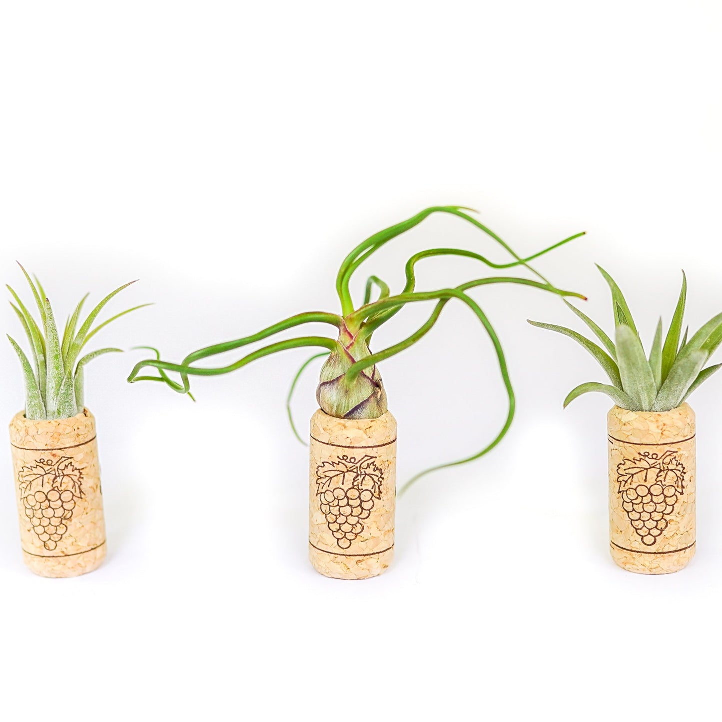 Magnetic Wine Cork with Tillandsia Assorted Air Plant