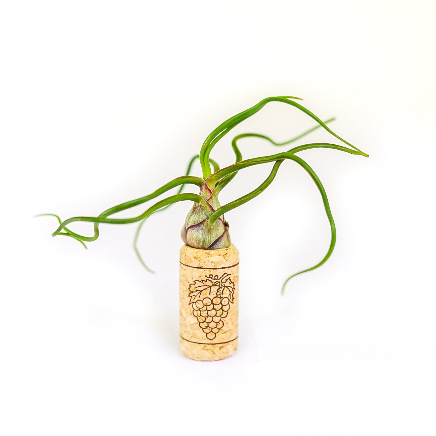 Magnetic Wine Cork with Tillandsia Assorted Air Plant