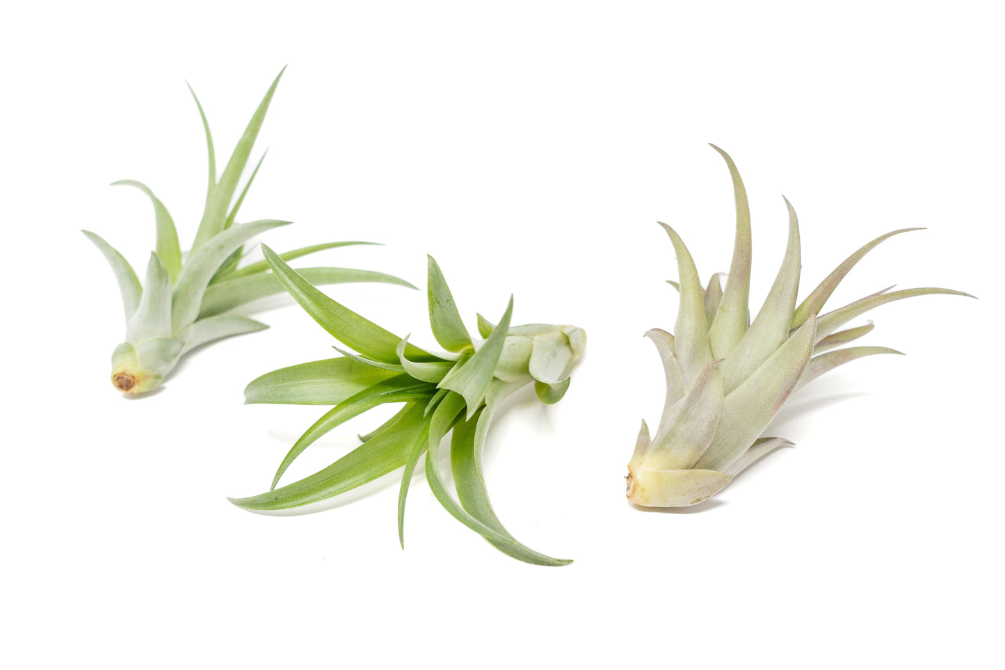 SALE - Tillandsia Abdita Brachycaulos Air Plants -  Set of 10, 20 or 30 - 60% Off