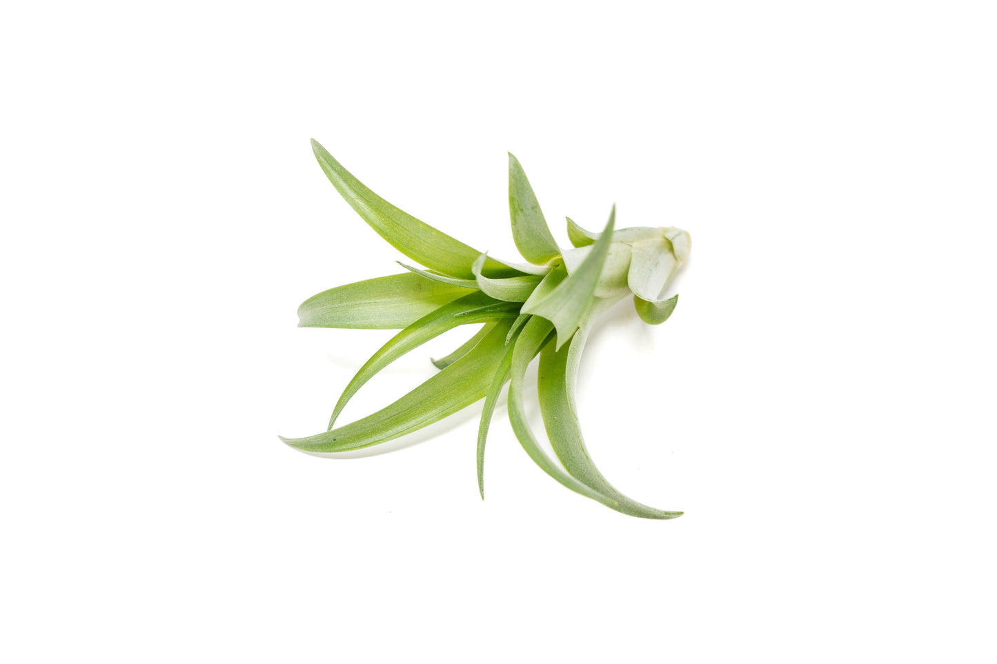 SALE - Tillandsia Abdita Brachycaulos Air Plants -  Set of 10, 20 or 30 - 60% Off