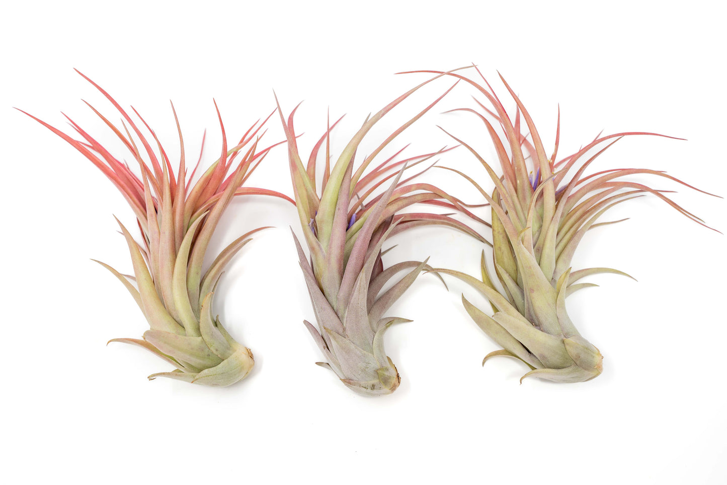 Large Tillandsia Abdita Brachycaulos Air Plants / 5-6 Inch Plants