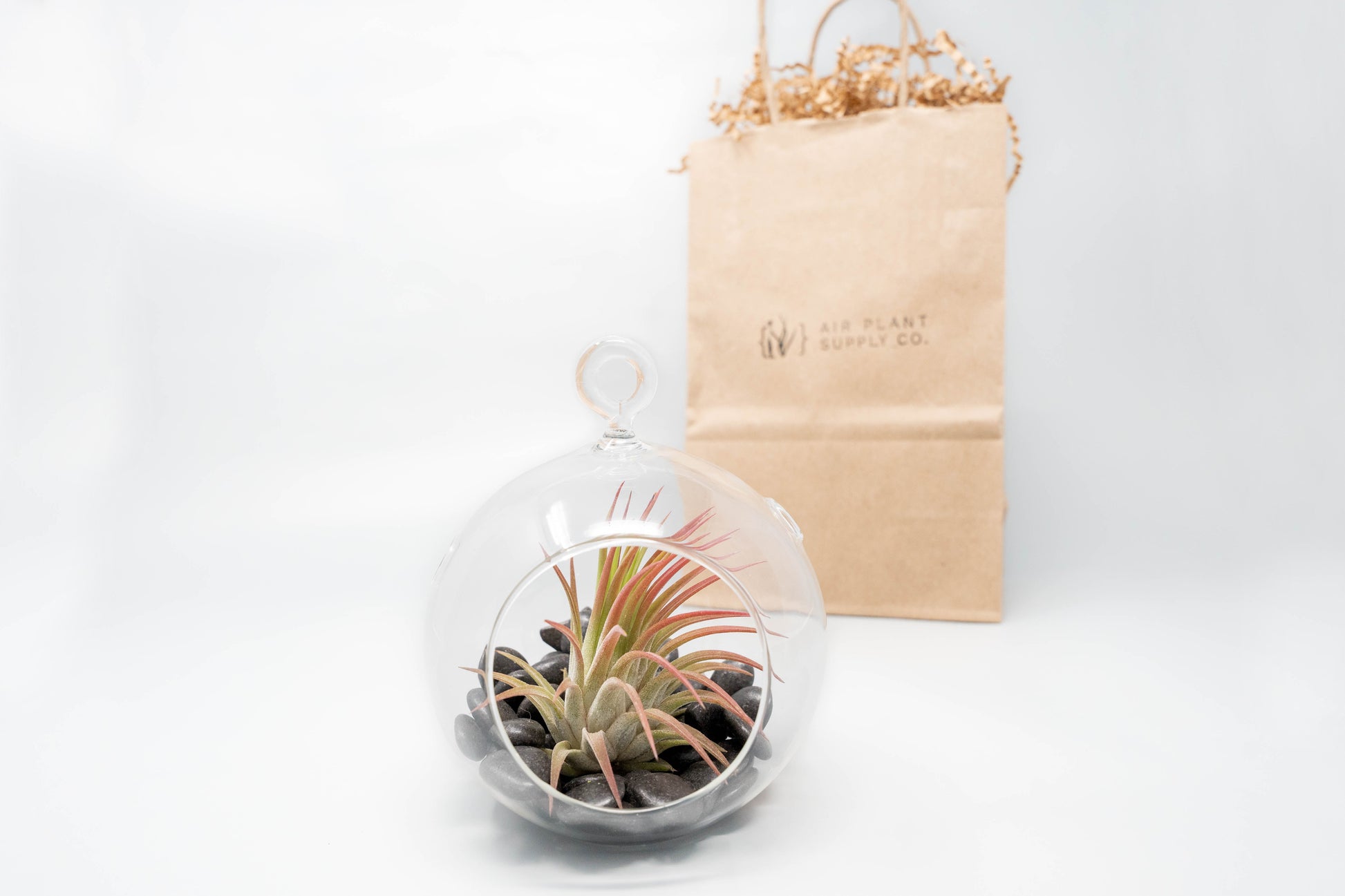 air plant terrarium kit Gift Wrapped Terrarium Kits with Tillandsia Air Plants – Enchanted Grow
