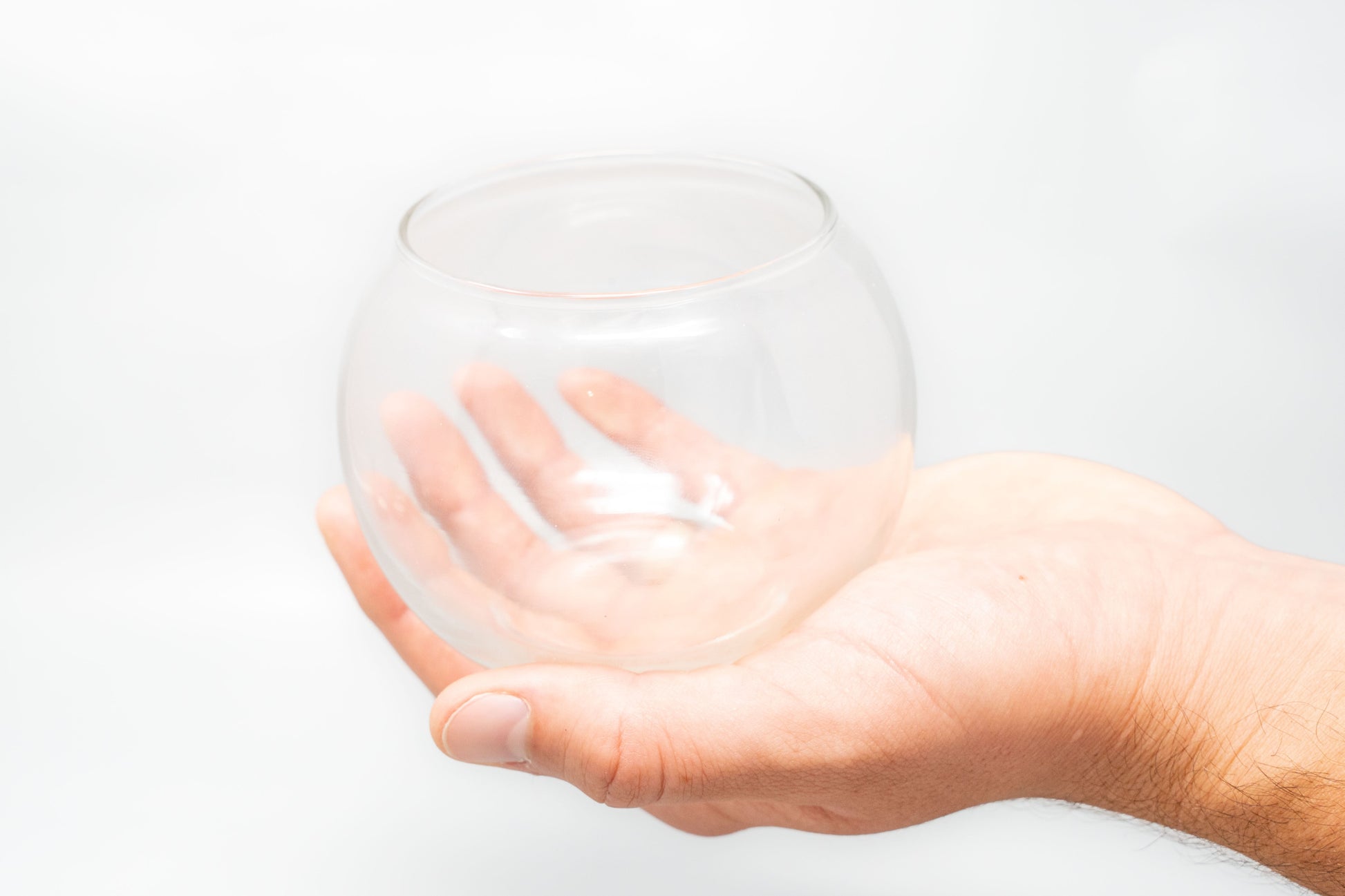 air plant in glass bowl Tillandsia Juncea Air Plant Bubble Bowl Terrarium – Enchanted Grow