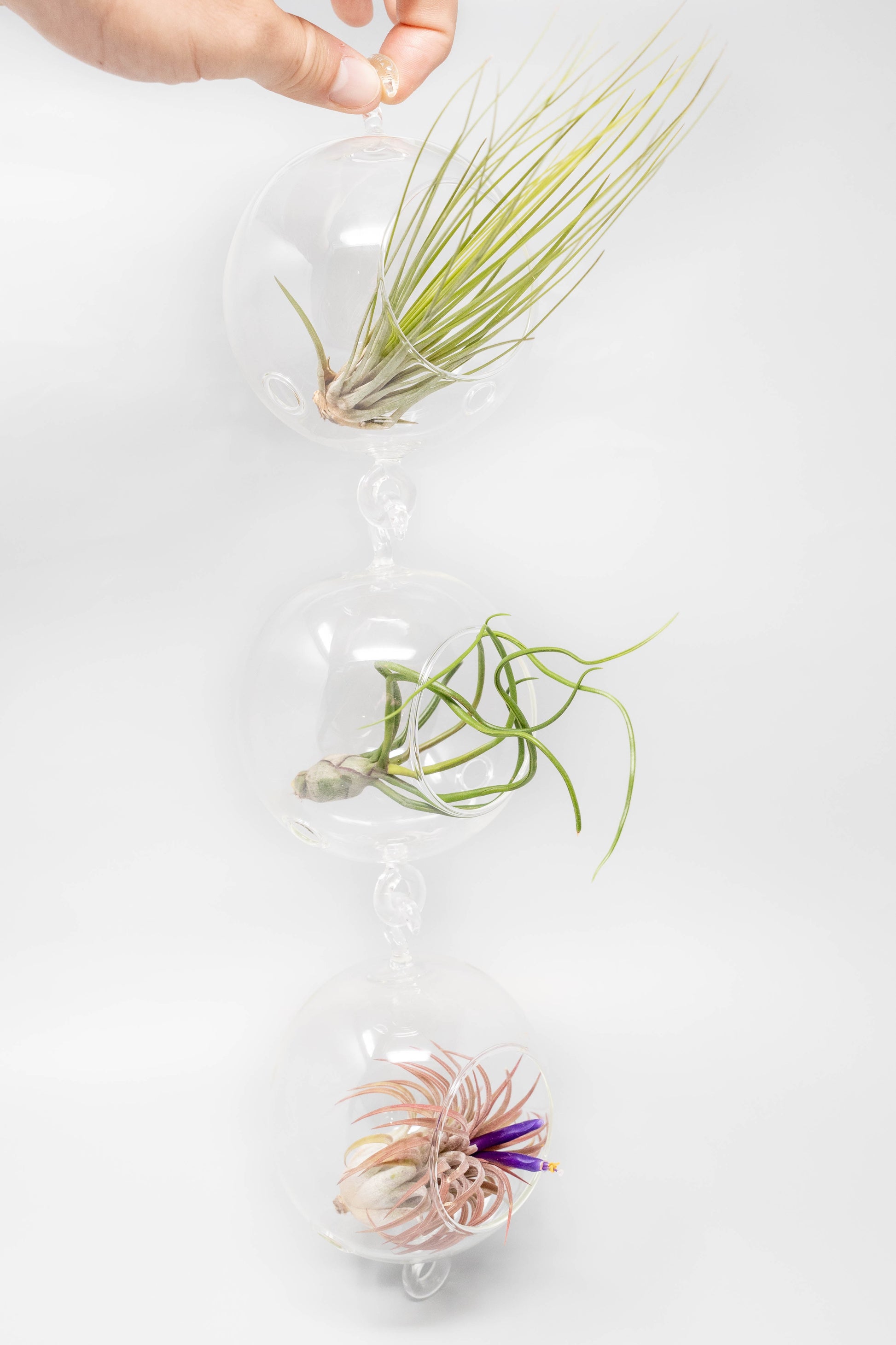 air plant vertical garden Vertical Garden Display featuring 6 Terrariums with Double Hooks and A – Enchanted Grow