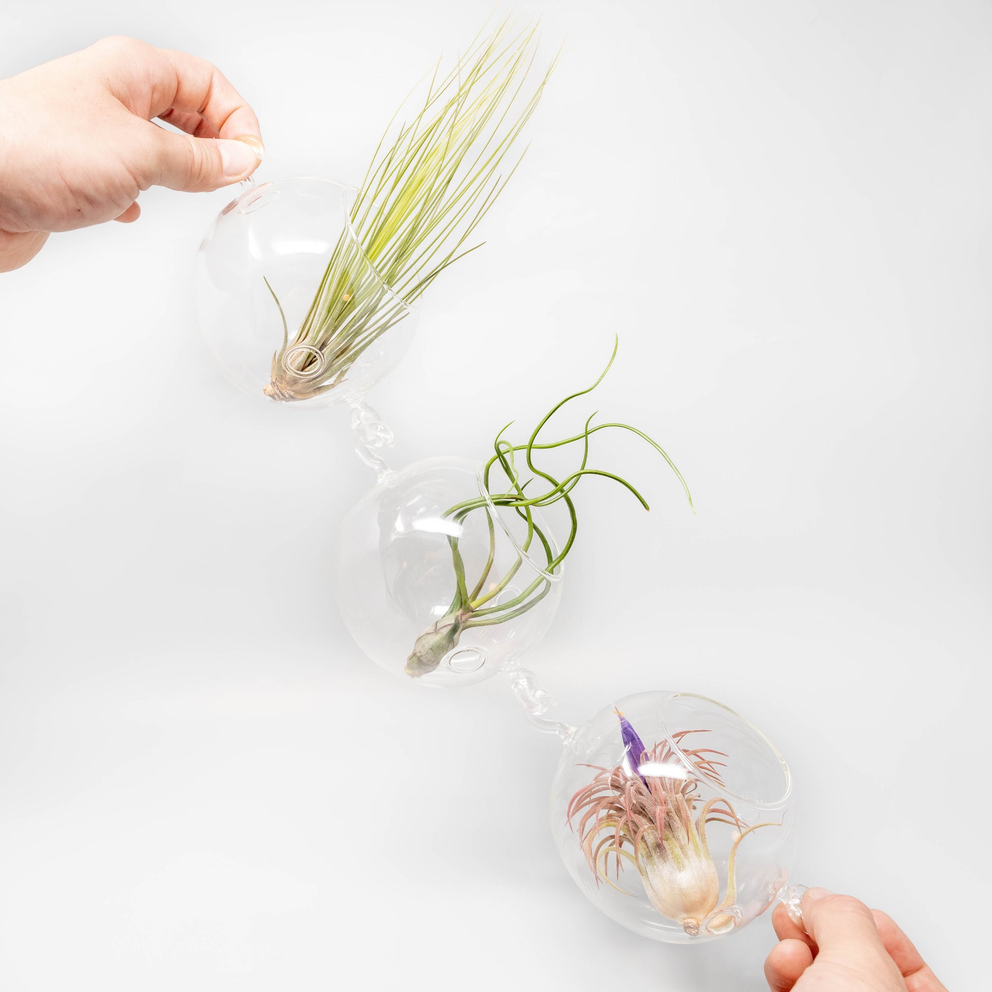 air plant trio Terrarium Trio with Double Hooks and Tillandsia Juncea, Bulbosa, & Ion – Enchanted Grow