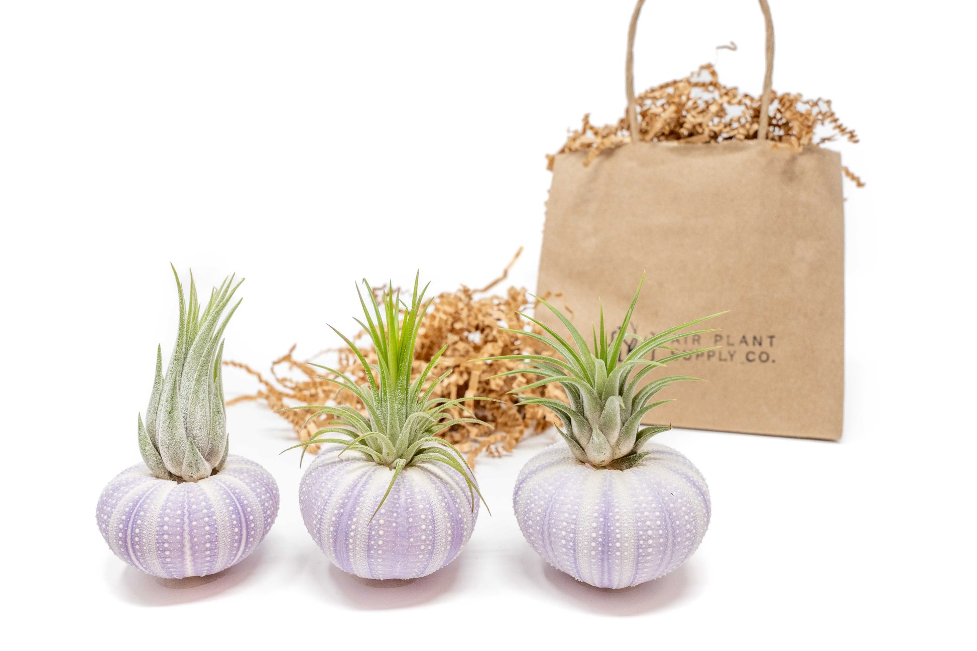 urchin air plant Gift Wrapped Purple Urchins with Tillandsia Air Plants – Enchanted Grow