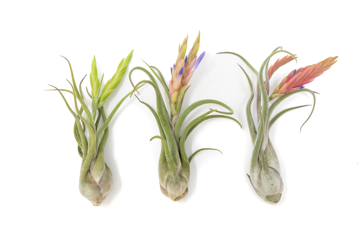 SALE - Tillandsia Caput Medusae Air Plants - Set of 10 or 20 - 70% Off