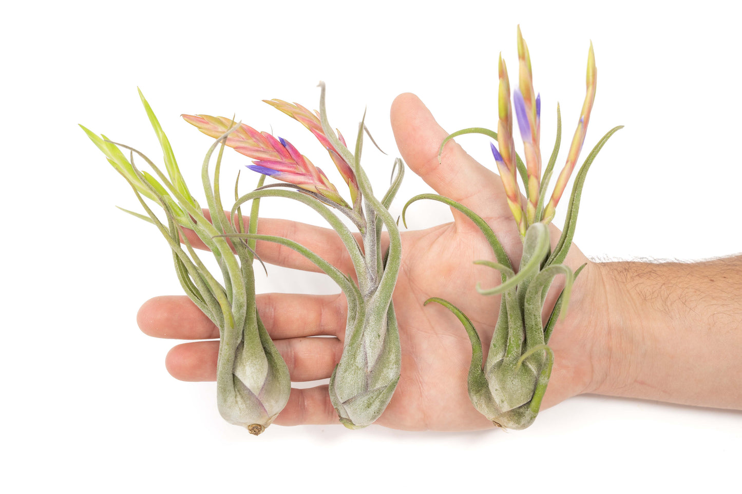 SALE - Tillandsia Caput Medusae Air Plants - Set of 10 or 20 - 70% Off