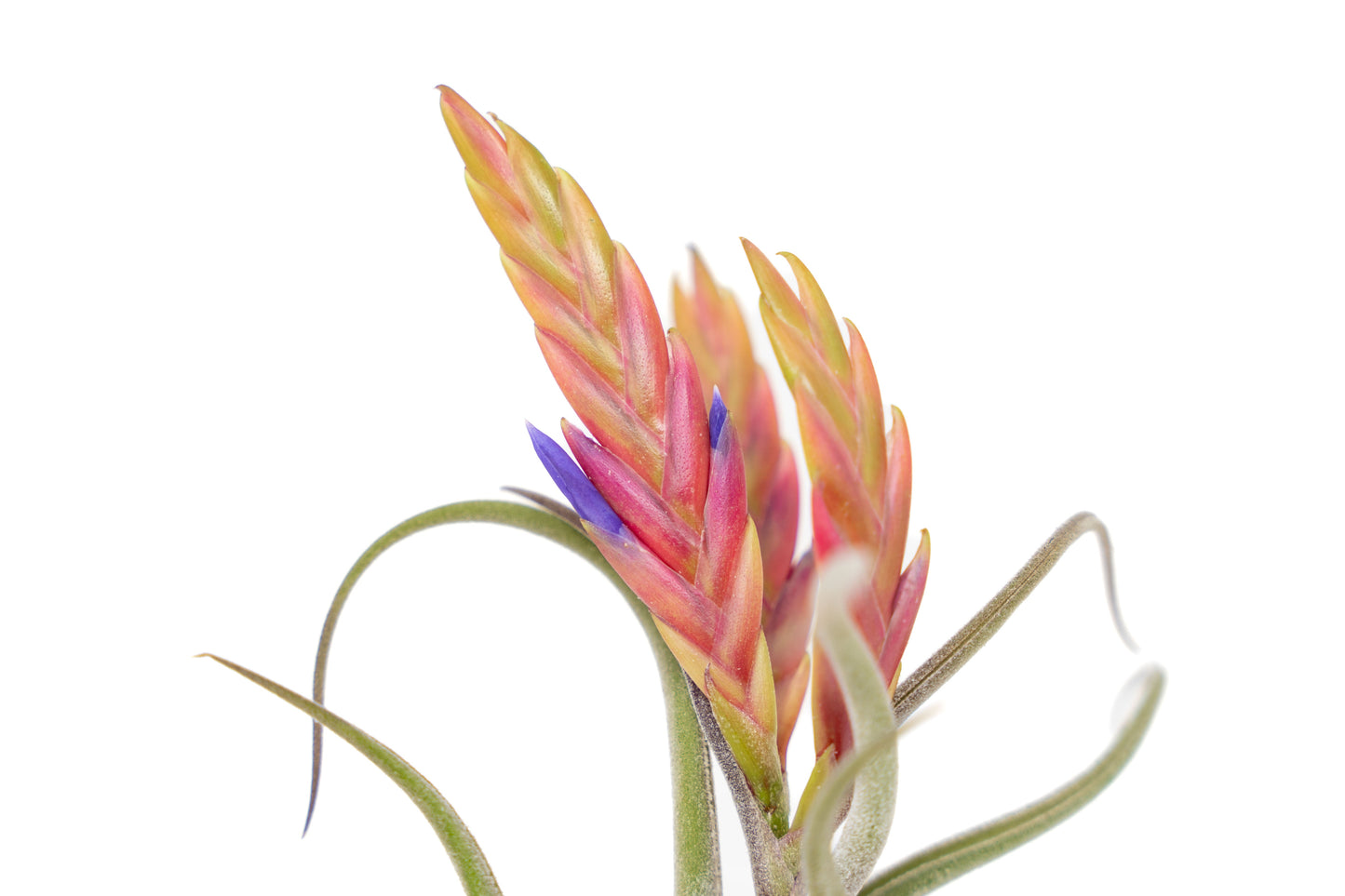 SALE - Tillandsia Caput Medusae Air Plants - Set of 10 or 20 - 70% Off