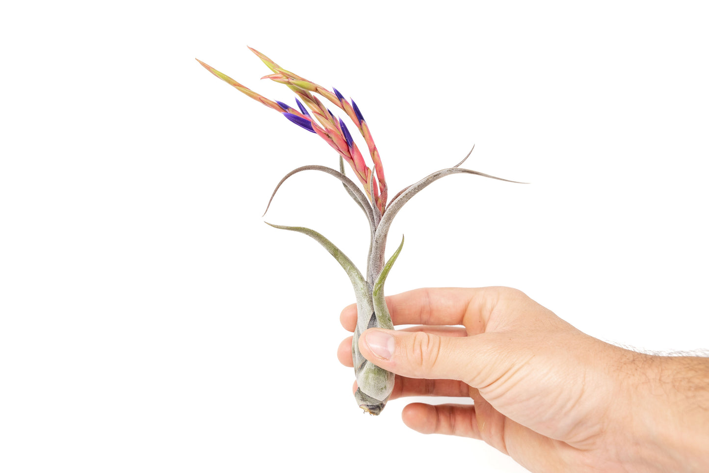 Large Tillandsia Caput Medusae Air Plants / 5-8 Inch Plants