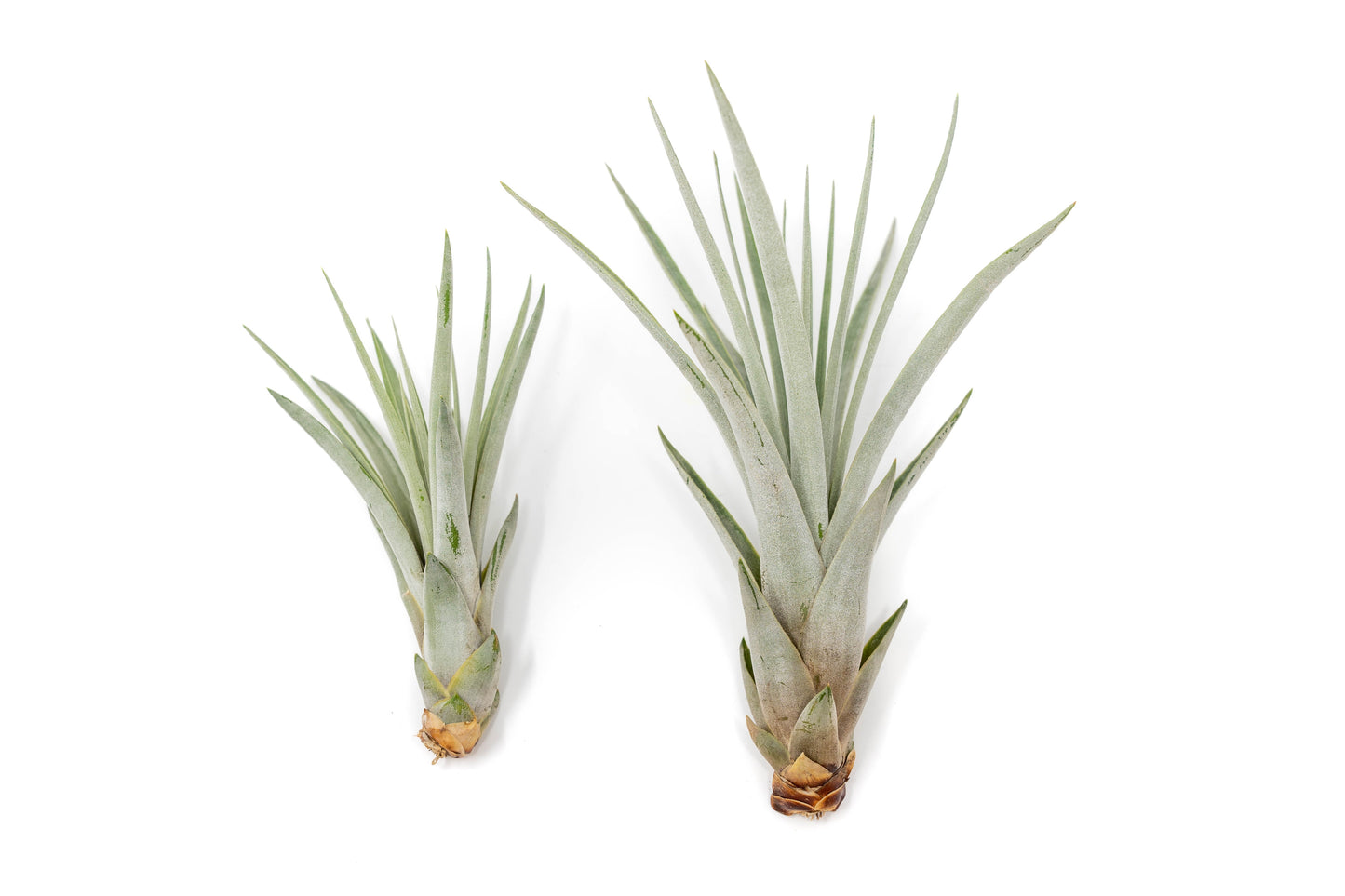 SALE - Large Tillandsia Fasciculata Tricolor Air Plants - Set of 5 or 10 - 50% Off