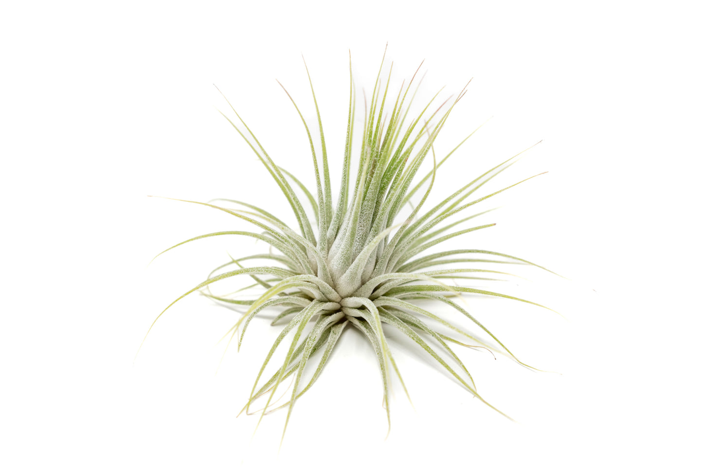 Large Tillandsia Ionantha Guatemala Air Plants