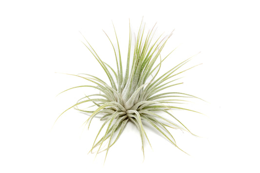 Large Tillandsia Ionantha Guatemala Air Plants