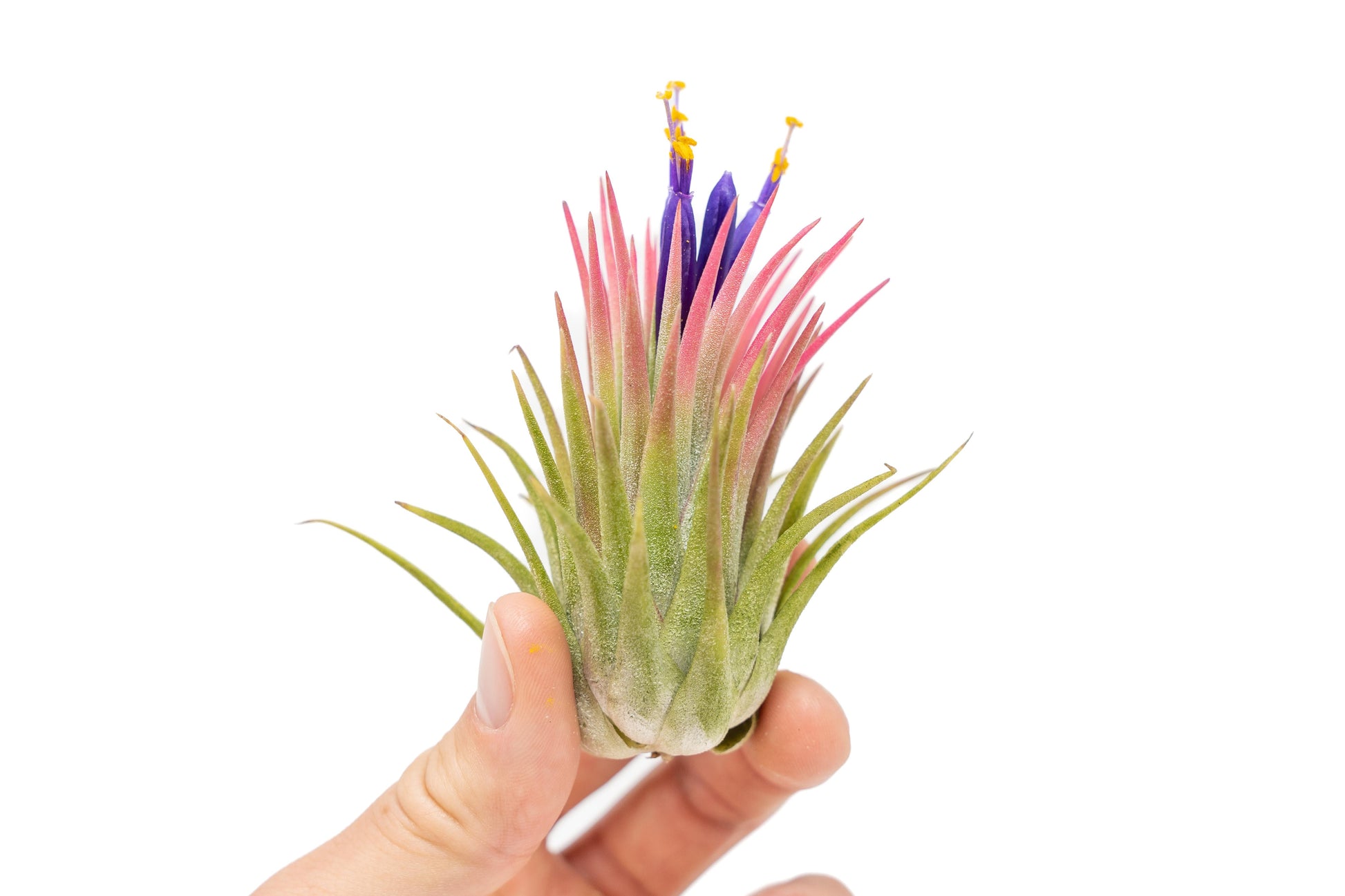 large air plants for sale SALE - Large Tillandsia Ionantha Rubra Air Plants