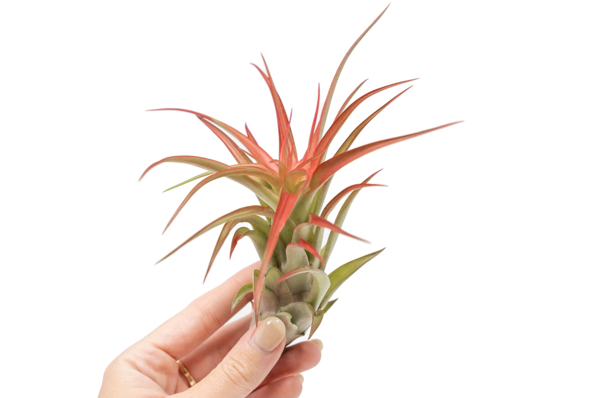 abdita air plant Large Tillandsia Red Abdita Air Plants / 5-6 Inch Plants