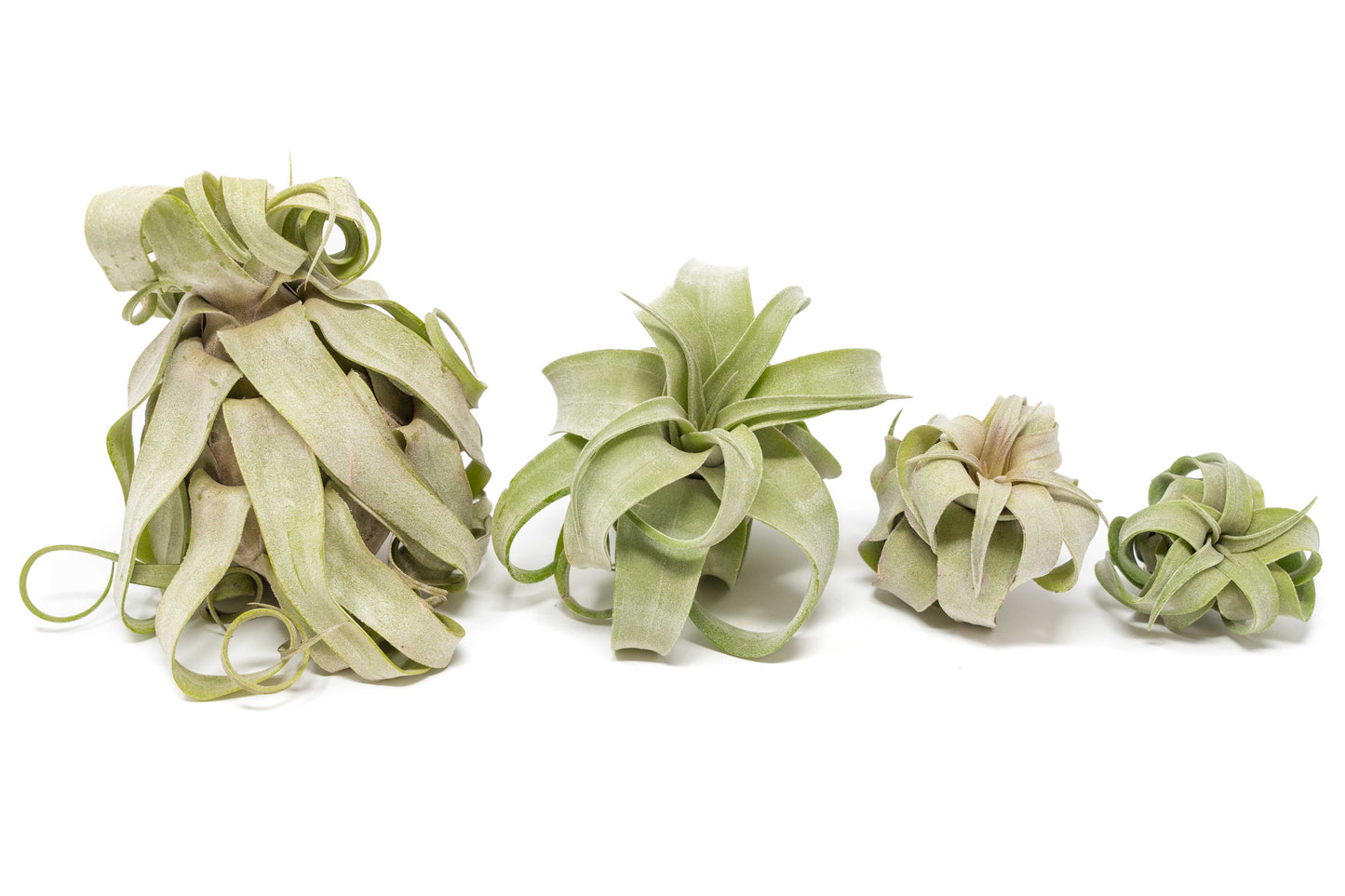 SALE - Tillandsia Streptophylla Air Plants - Set of 3 or 6 - 30% Off