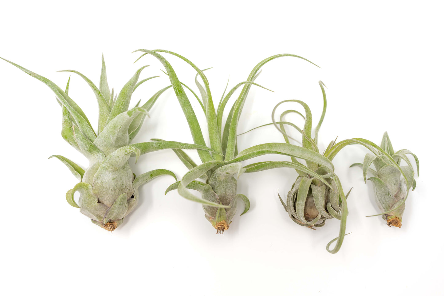 SALE - Tillandsia Streptophylla Air Plants - Set of 3 or 6 - 30% Off